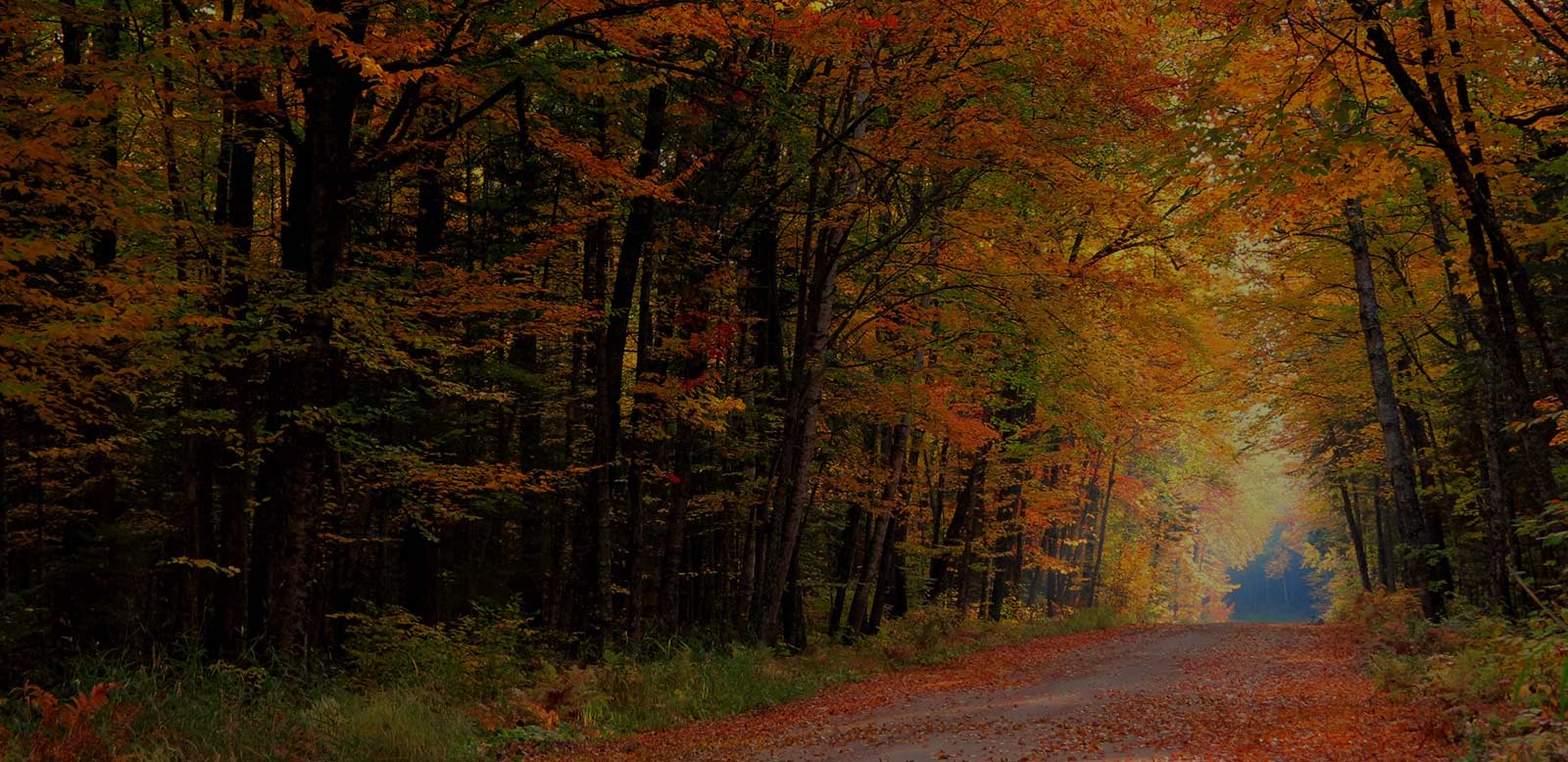 fall foliage